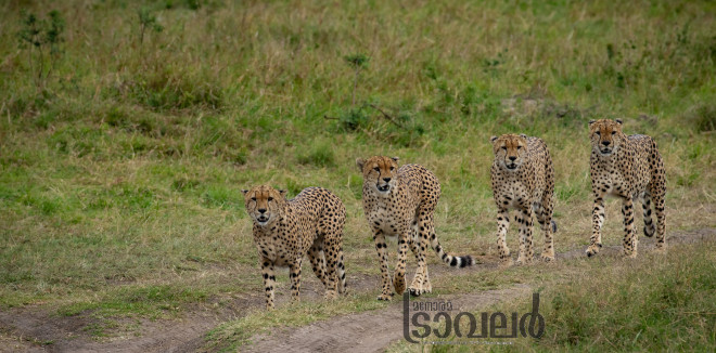 masai mara five brothers cheetah